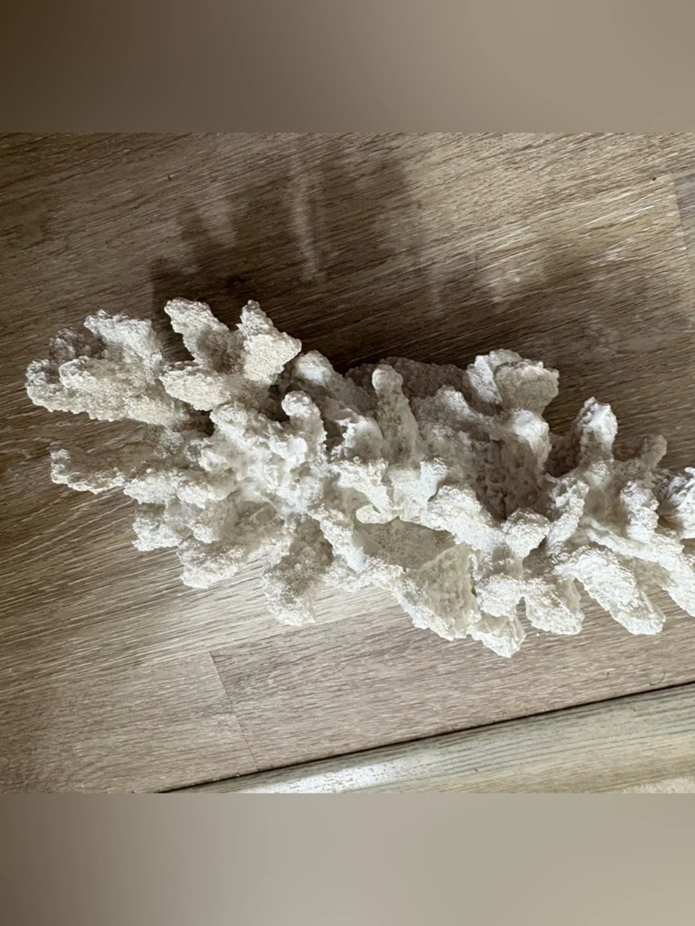 Natural White Coral Decorative Accent - Picture 2 of 4